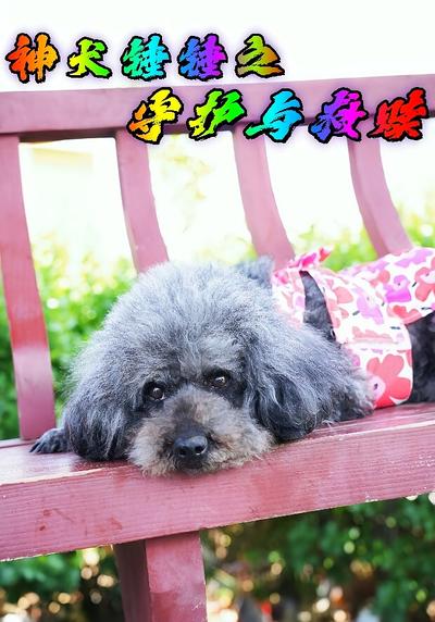 神犬锤锤之守护与救赎}