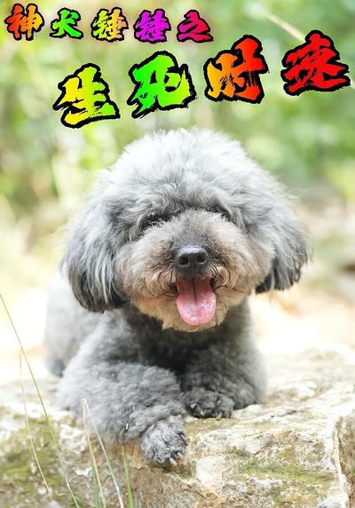 神犬锤锤之生死时速}