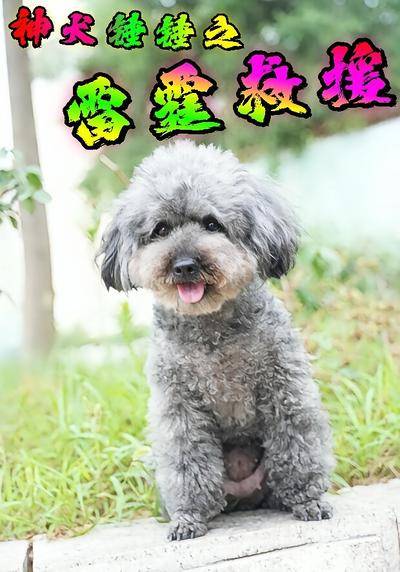 神犬锤锤之雷霆救援}