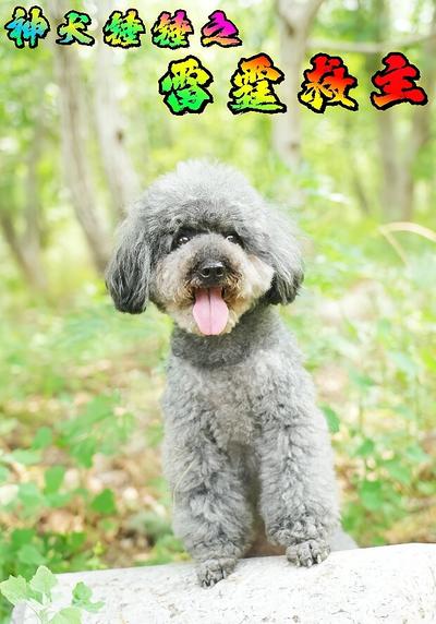 神犬锤锤之雷霆救主}