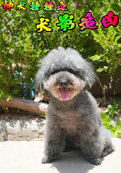 神犬锤锤之犬影追凶}