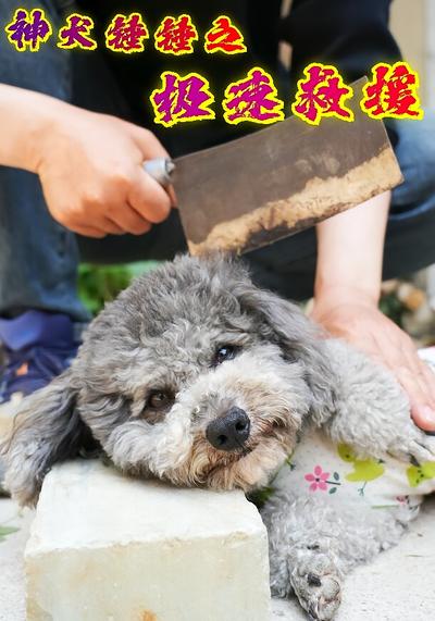 神犬锤锤之极速救援}