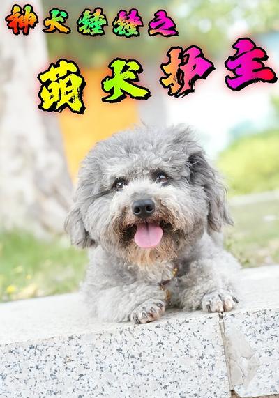 神犬锤锤之萌犬护主}