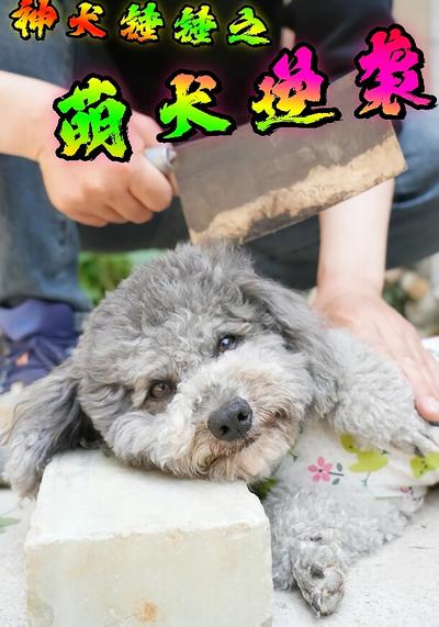 神犬锤锤之萌犬逆袭}