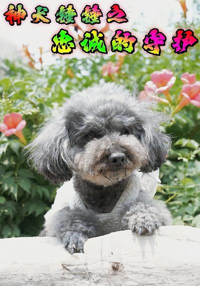 神犬锤锤之忠诚的守护}