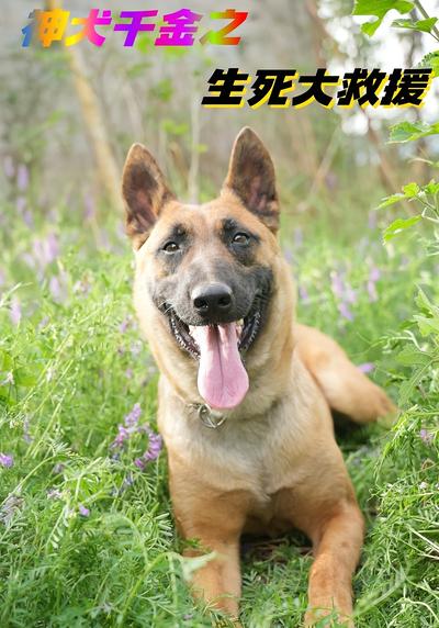 神犬千金之生死大救援}