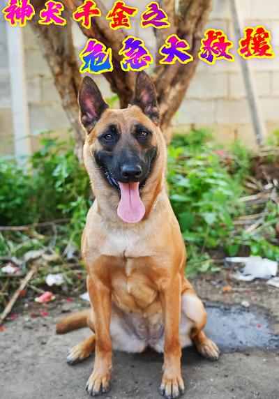 神犬千金之危急大救援}