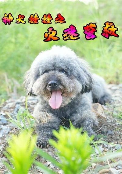 神犬锤锤之火速营救}