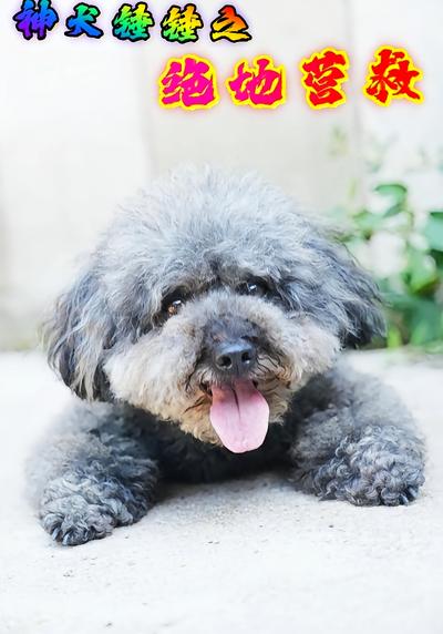 神犬锤锤之绝地营救}