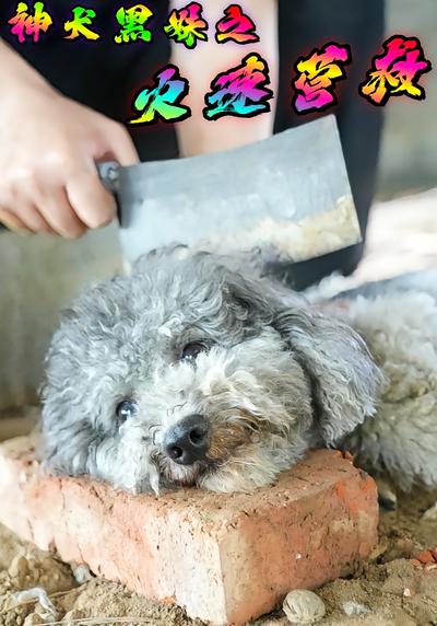 神犬黑妹之火速营救}