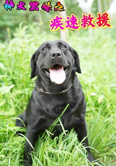 神犬黑妹之疾速救援}