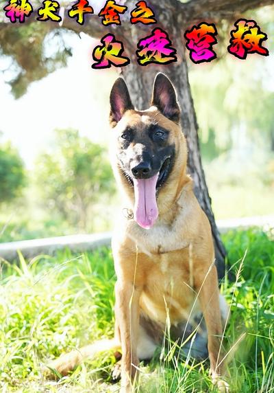 神犬千金之火速营救}