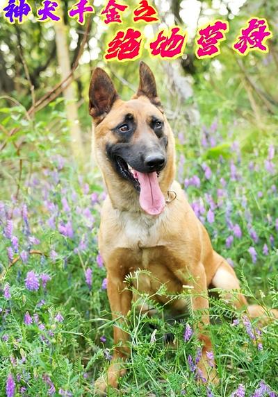 神犬千金之绝地营救}