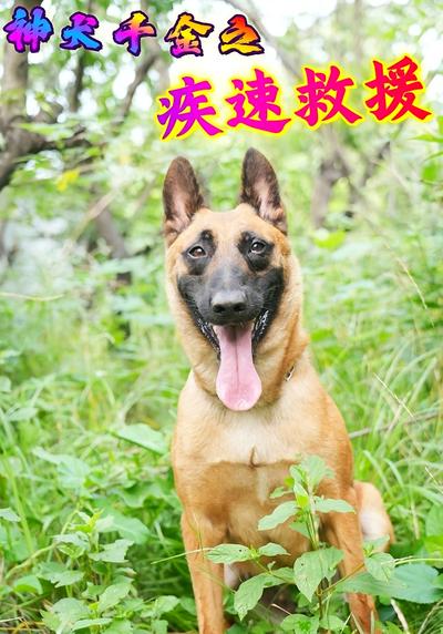 神犬千金之疾速救援}