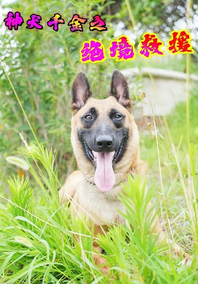 神犬千金之绝境救援}