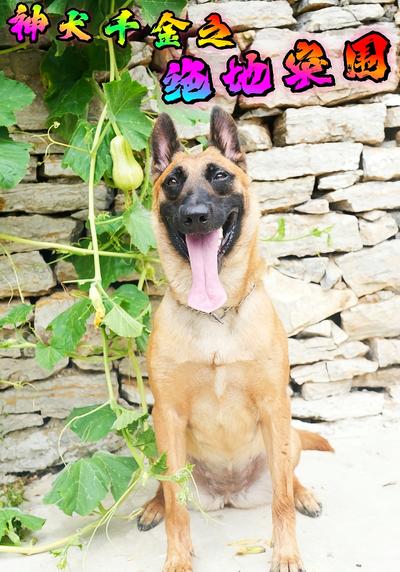 神犬千金之绝地突围}