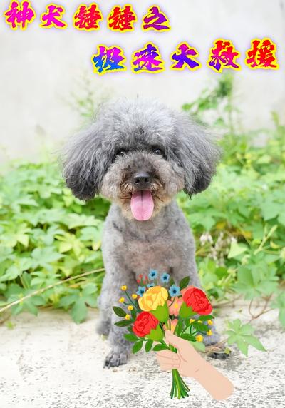 神犬锤锤之极速大救援}