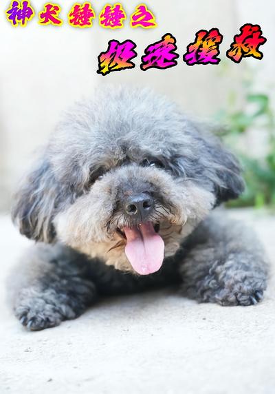 神犬锤锤之极速援救}