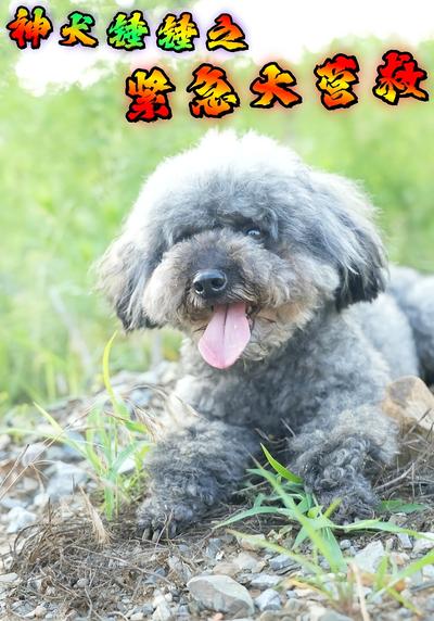 神犬锤锤之紧急大营救}