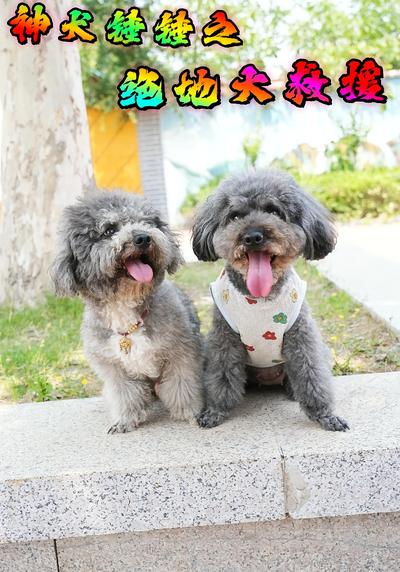 神犬锤锤之绝地大救援}