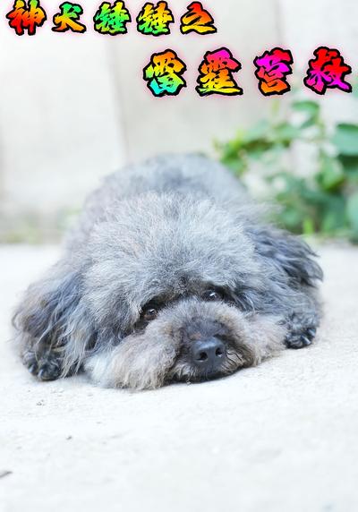 神犬锤锤之雷霆营救}