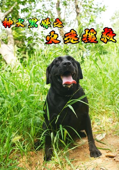 神犬黑妹之火速援救}