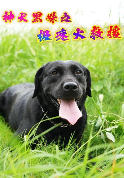 神犬黑妹之极速大救援}