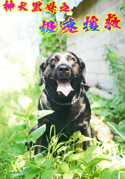 神犬黑妹之极速援救}