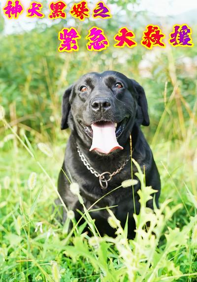 神犬黑妹之紧急大救援}