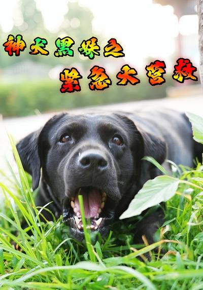 神犬黑妹之紧急大营救}