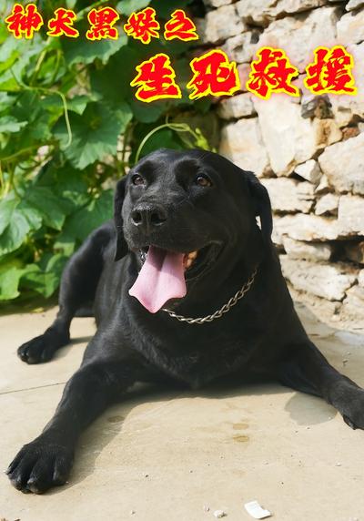 神犬黑妹之生死救援}