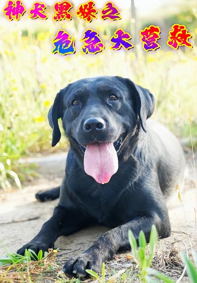 神犬黑妹之危急大营救}