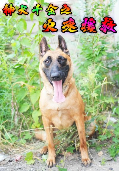 神犬千金之火速援救}