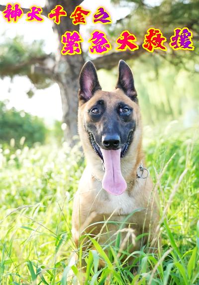 神犬千金之紧急大救援}