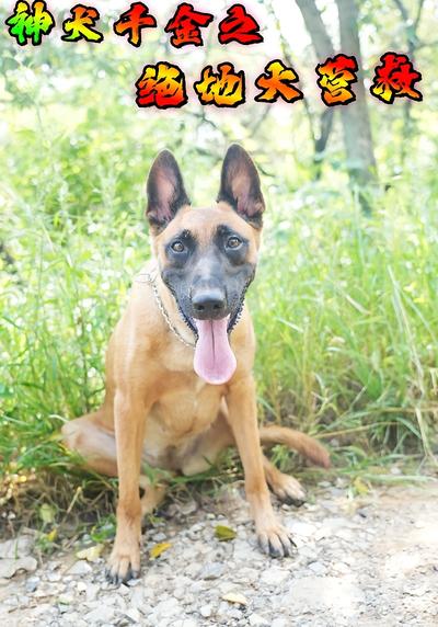 神犬千金之绝地大营救}