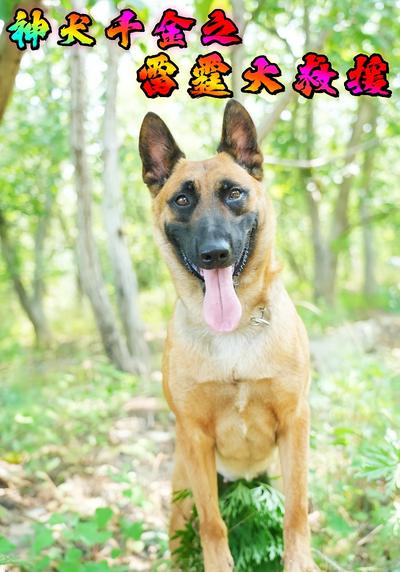 神犬千金之雷霆大救援}