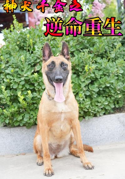 神犬千金之逆命重生}