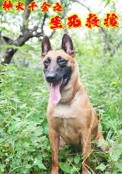 神犬千金之生死救援}