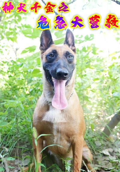 神犬千金之危急大营救}