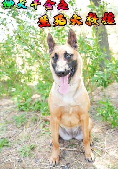 神犬千金之危机大营救}