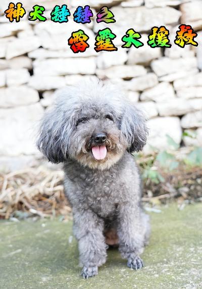 神犬锤锤之雷霆大援救}