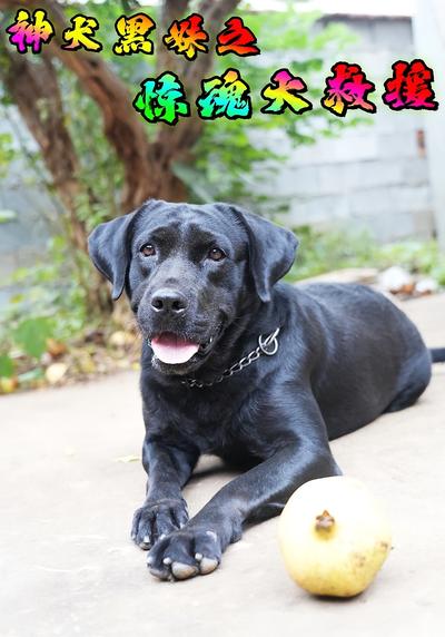 神犬黑妹之惊魂大救援}
