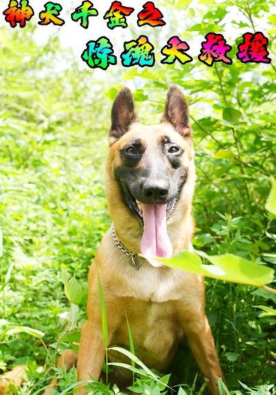 神犬千金之惊魂大救援}