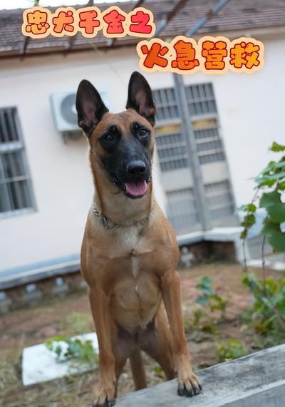 忠犬千金之火急营救}