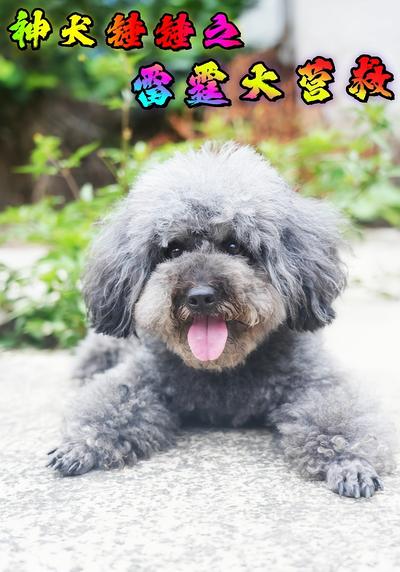 神犬锤锤之雷霆大营救}