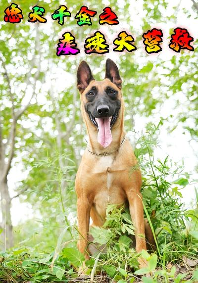 忠犬千金之疾速大营救}