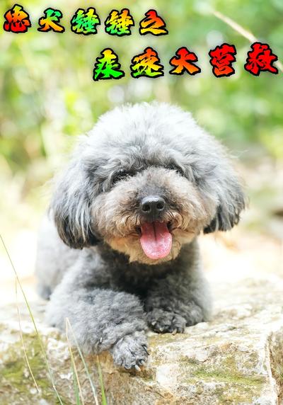 忠犬锤锤之疾速大营救}