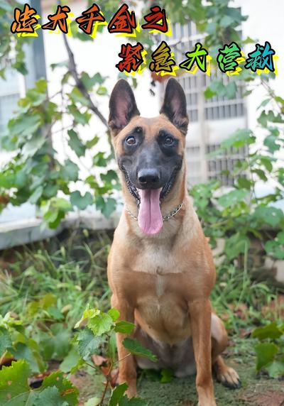 忠犬千金之紧急大营救}