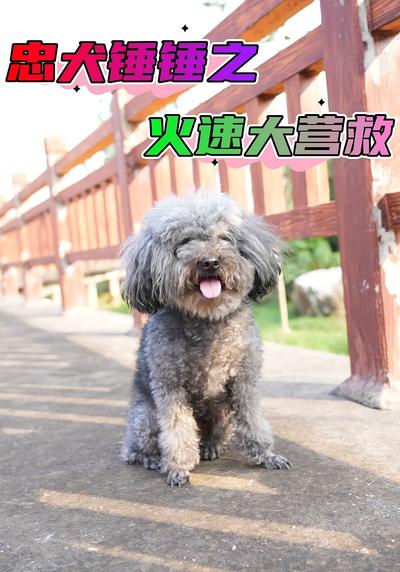 忠犬锤锤之火速大营救}