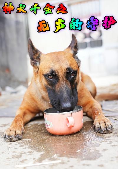 神犬千金之无声的守护}